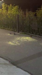 Когда хотели накормить уток, но на ужин пришли другие жители района. Видео:...