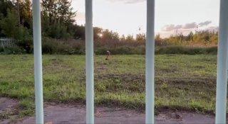 В Мытищах в селе Тайнинское мышкует лисичка 🇷🇺 Источник: ЧП МОСКВА