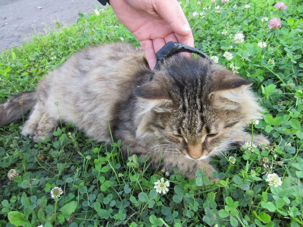 Кота-наркокурьера задержали в Нижегородской области.