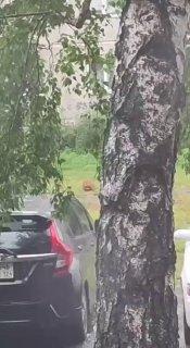 В Саяногорске собаку выбросили с 3 этажа, об этом сообщили очевидцы. Дикая...