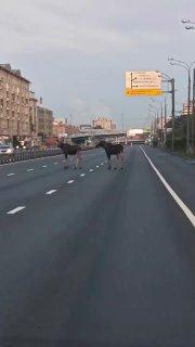 Ничего необычного, просто лоси на шоссе Энтузиастов К счастью, они...