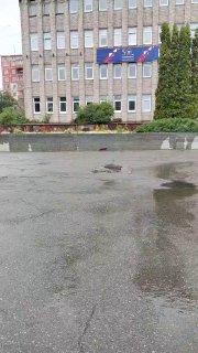 Куница, ласка, норка, хонорик…?