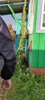 Жителю Хакасии грозит 5 лет за комменты в Сети