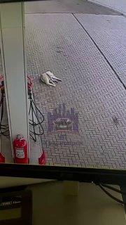 В Красноярске водитель переехал собаку и скрылся с места происшествия Все...