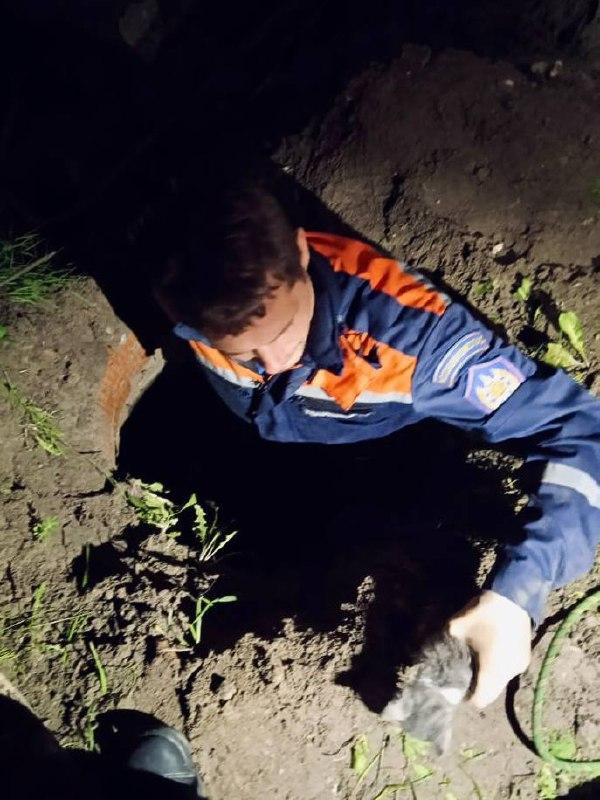 Котенка и двух щенков достали спасатели из глубоких колодцев в Подмосковье...