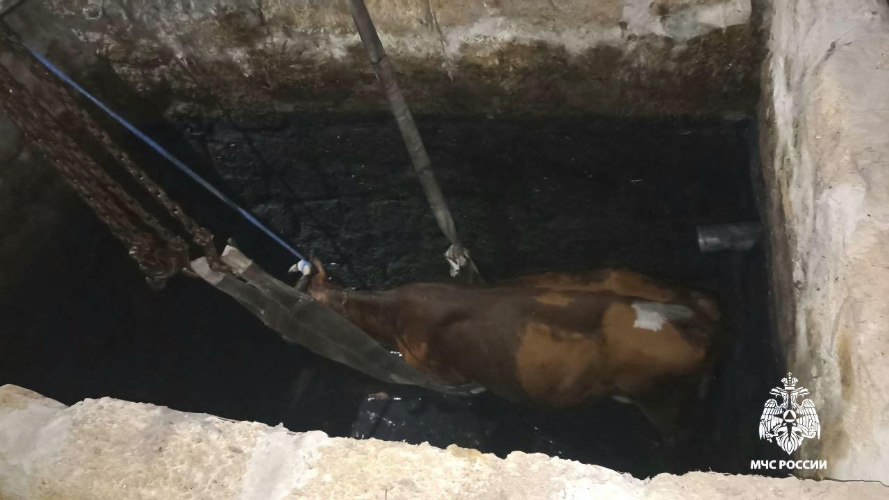 В Белгородской области спасли корову, упавшую в яму с водой