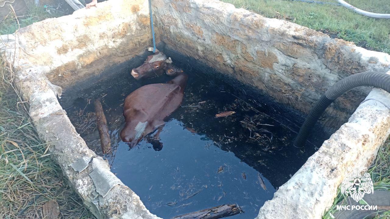 В Белгородской области спасли корову, упавшую в яму с водой