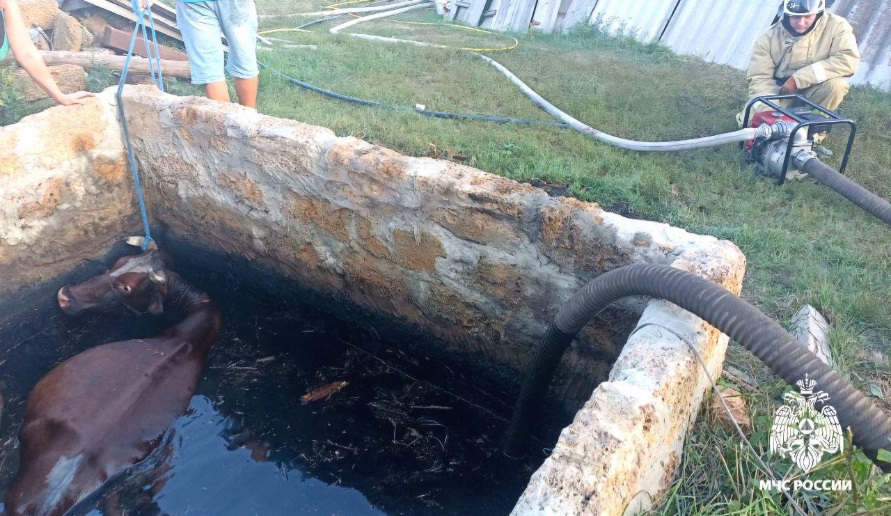 В Белгородской области спасли корову, упавшую в яму с водой