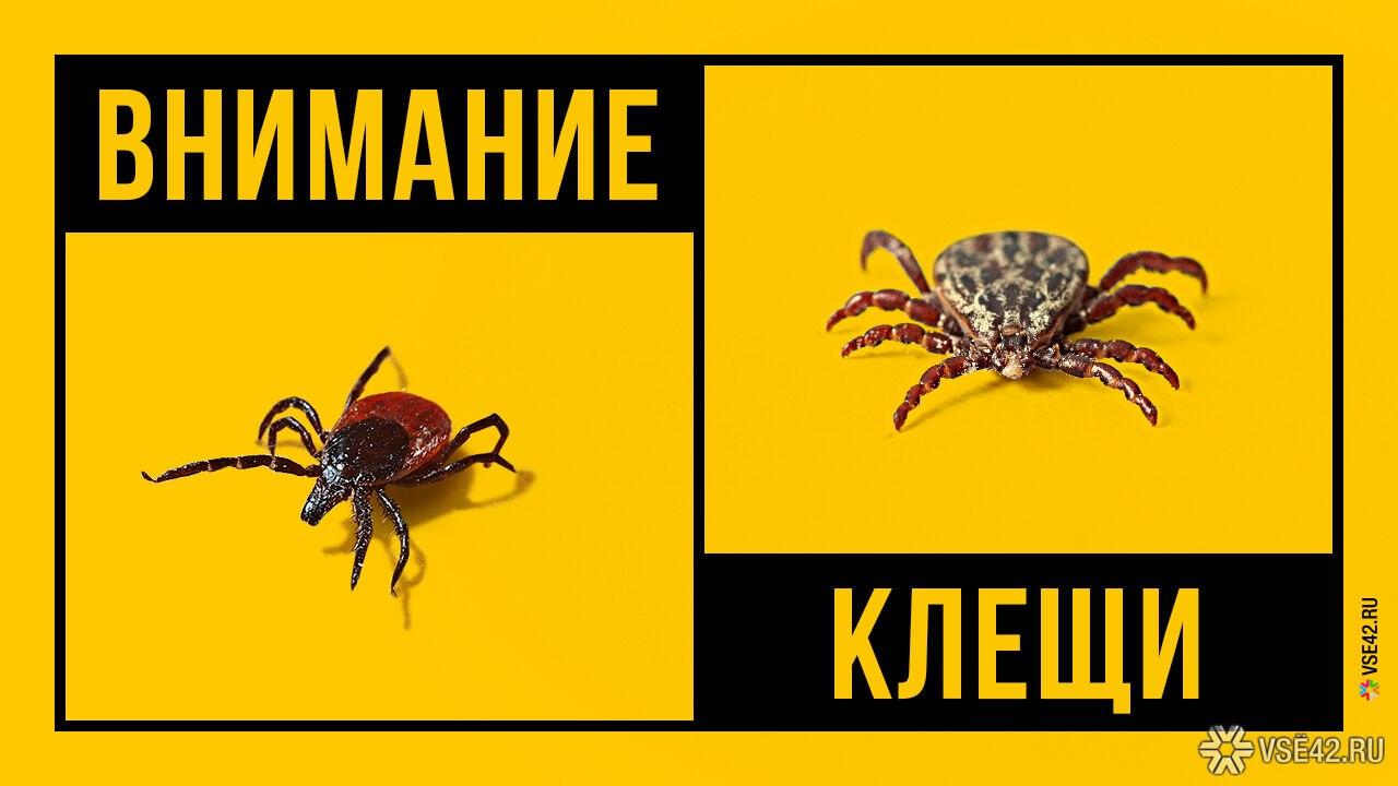 Свыше 150 кузбассовцев пострадали от укусов клещей за неделю