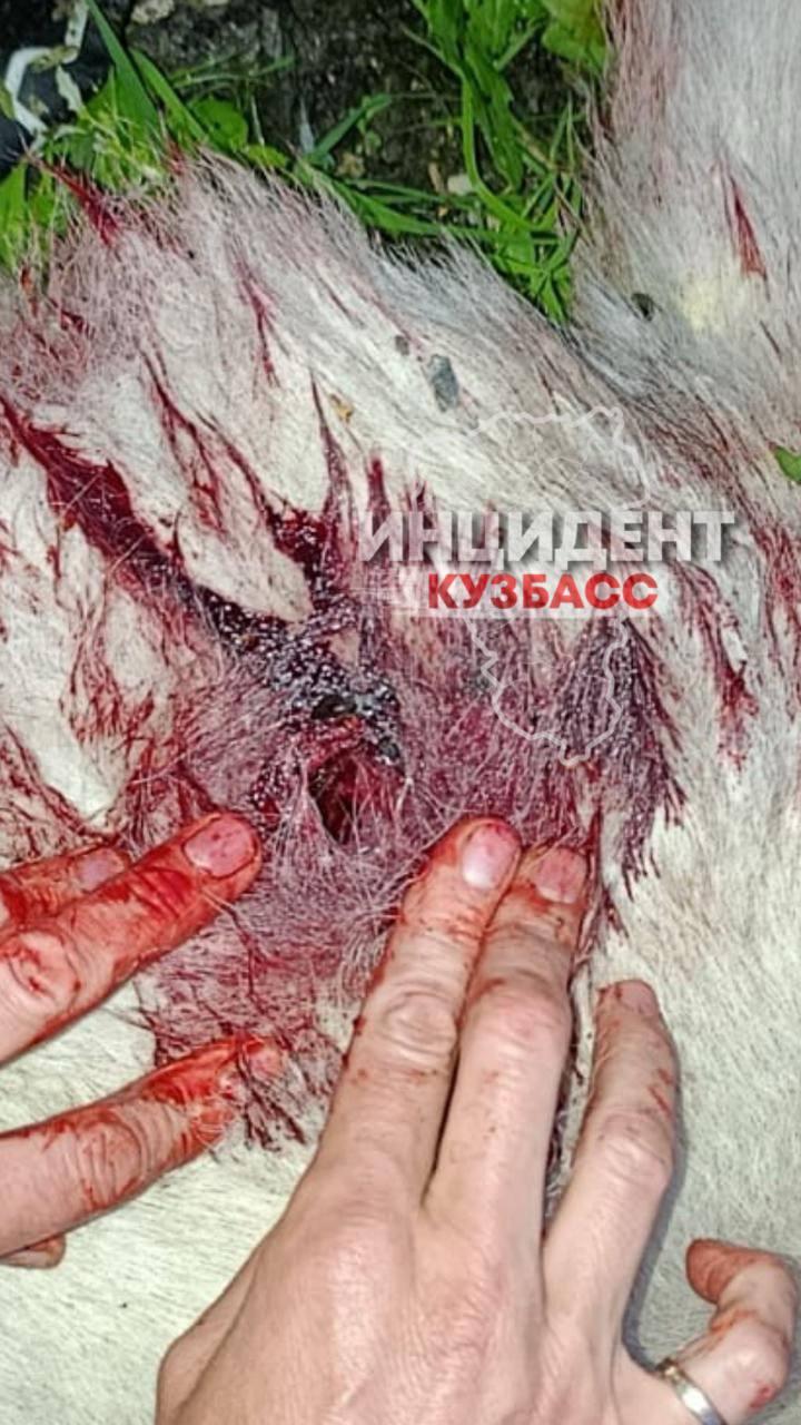В Тайге собаку расстреляли прямо посреди города на глазах у людей.