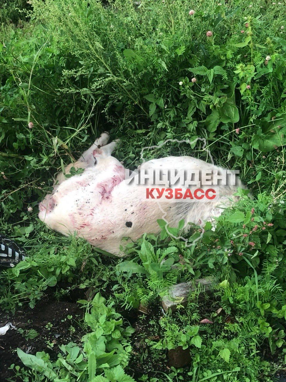 В Тайге собаку расстреляли прямо посреди города на глазах у людей.