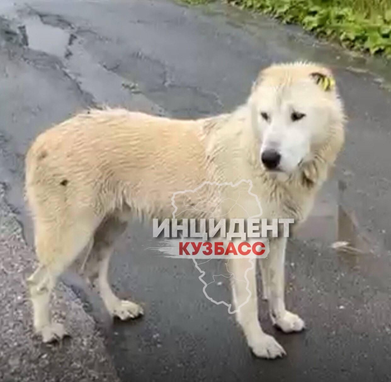 В Тайге собаку расстреляли прямо посреди города на глазах у людей.