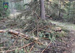Чёрные лесорубы в Кузбассе нанесли ущерб государству почти на 2 млн. рублей.