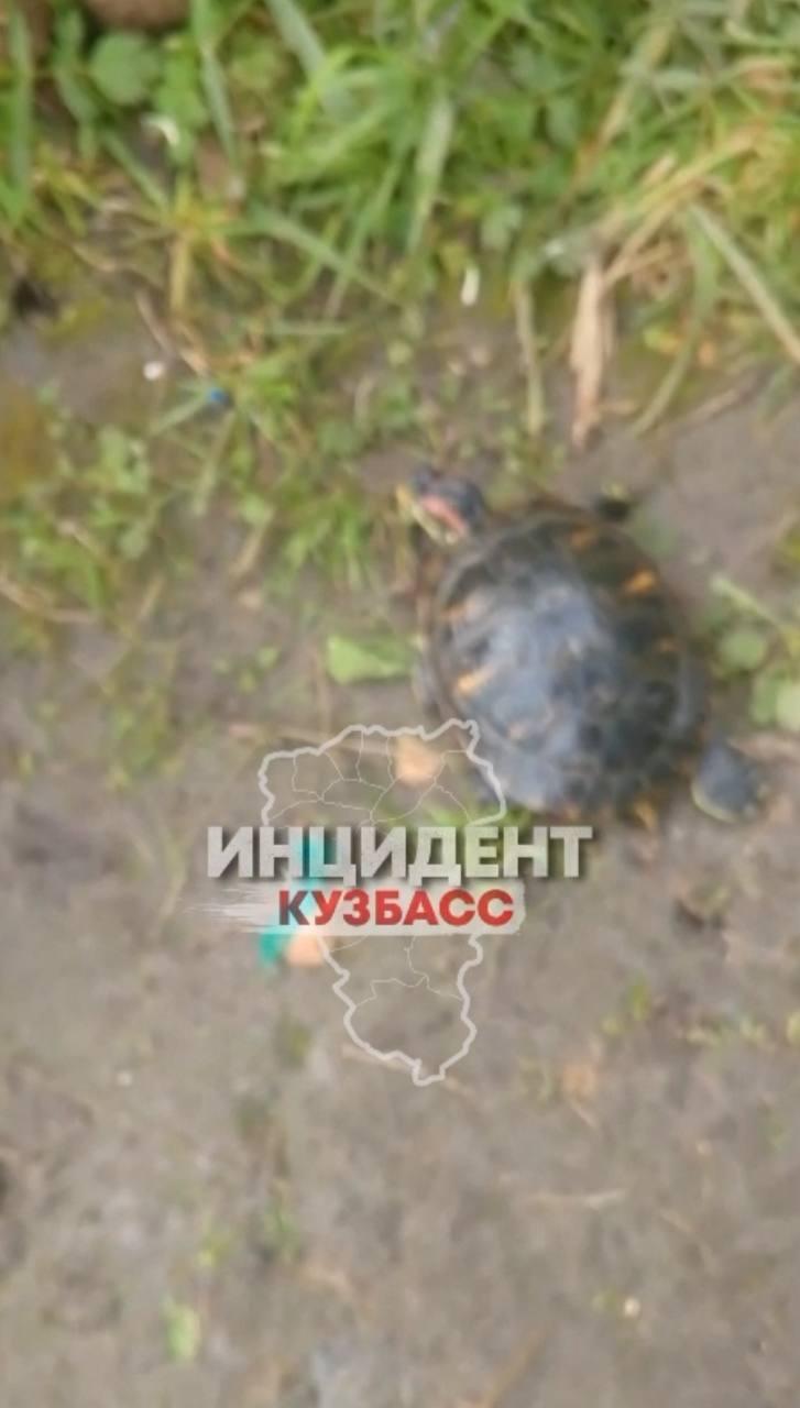В Яе рыбак поймал черепаху на кукурузу.