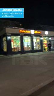 Крысы облюбовали остановку на улице Павлова «Никого не боятся и играют в...