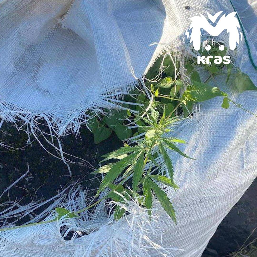 Сквер в Норильске собираются озеленить коноплёй по заказу администрации....