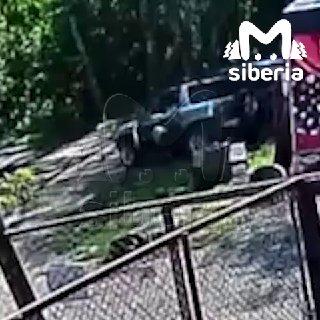 ретривера к приюту в новосибирском Академгородке. Волонтёры рассказали, что...Очень-очень плохие хозяева подбросили золотистого ретривера к приюту в новосибирском Академгородке.