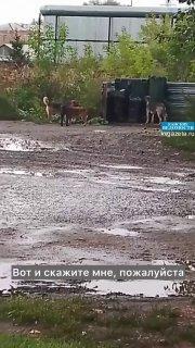 Стая собак хозяйничает в 1-м военном городке