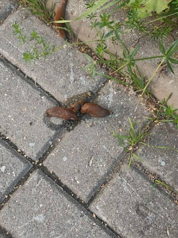 На улицах и в парках Москвы заметили испанских слизней. Они являются...