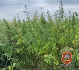 В Подмосковье под Чеховым обнаружили участок размером в 34 сотки, на котором...