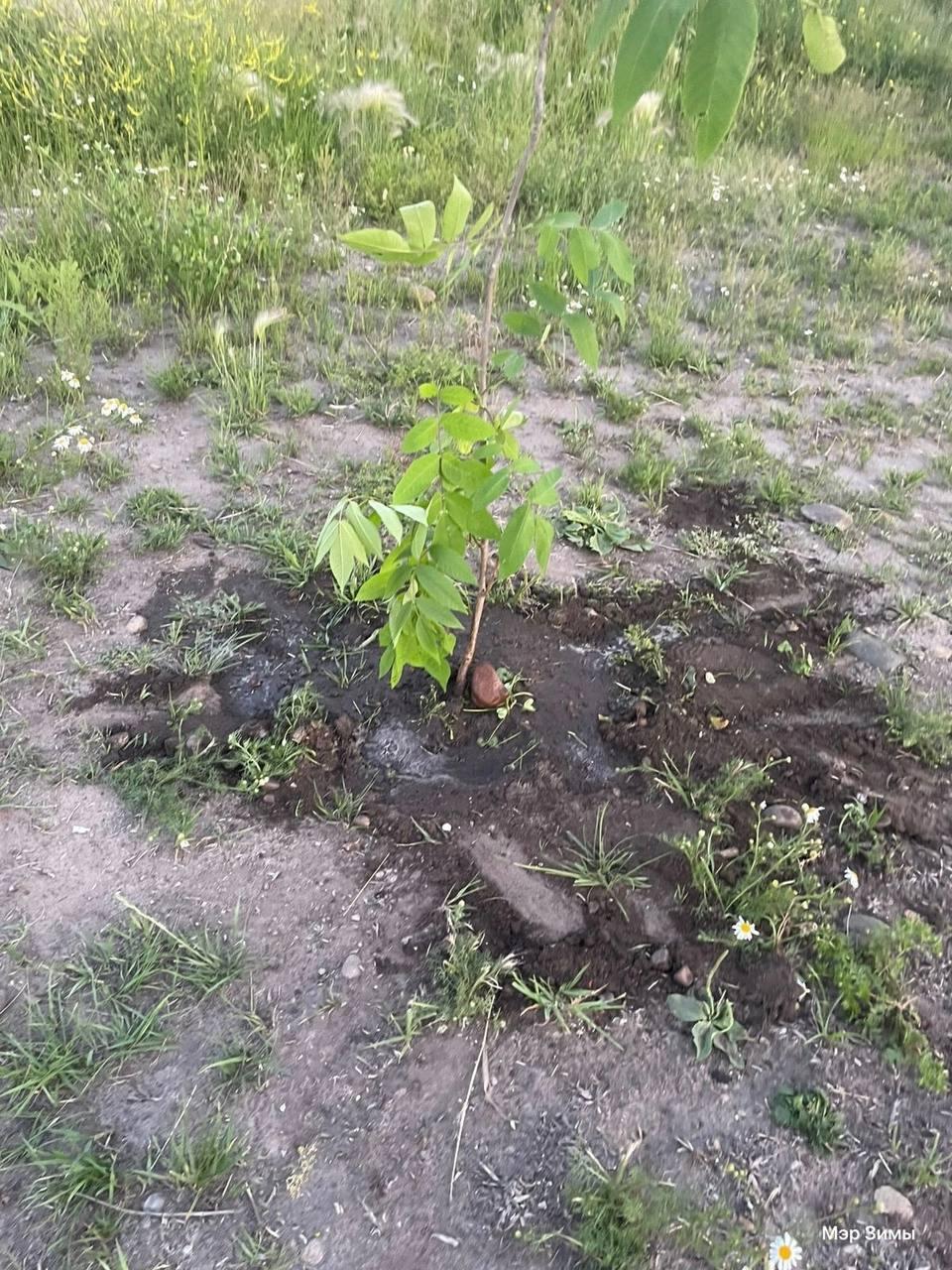 Мальчик сломал саженец, но искупил вину в Зиме