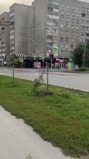 В Новосибирске у Центрального парка сломали новые липы