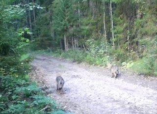 В Нижне-Свирском заповеднике камеры засняли волчью семью. Мама настороженно...