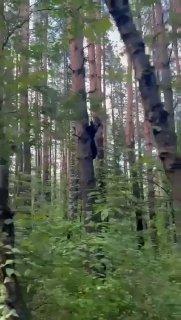 Грибники встретили медвежонка в окрестностях красноярского Удачного