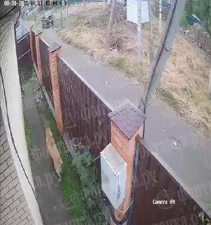 В деревне Коккорево собака набросилась на первоклассника и покусала его за плечо и руки.