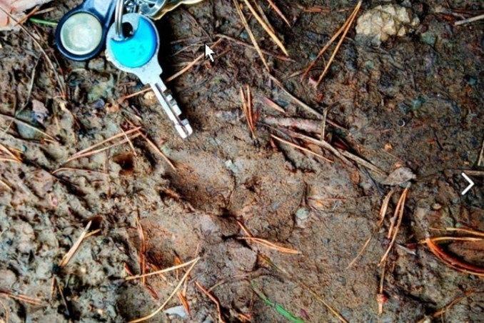 В дачном массиве поселка Черемушки местные жители заметили медведей. Соответствующее предупреждение разместил в соцсетях тренер по лыжам Александр Фунтиков.
