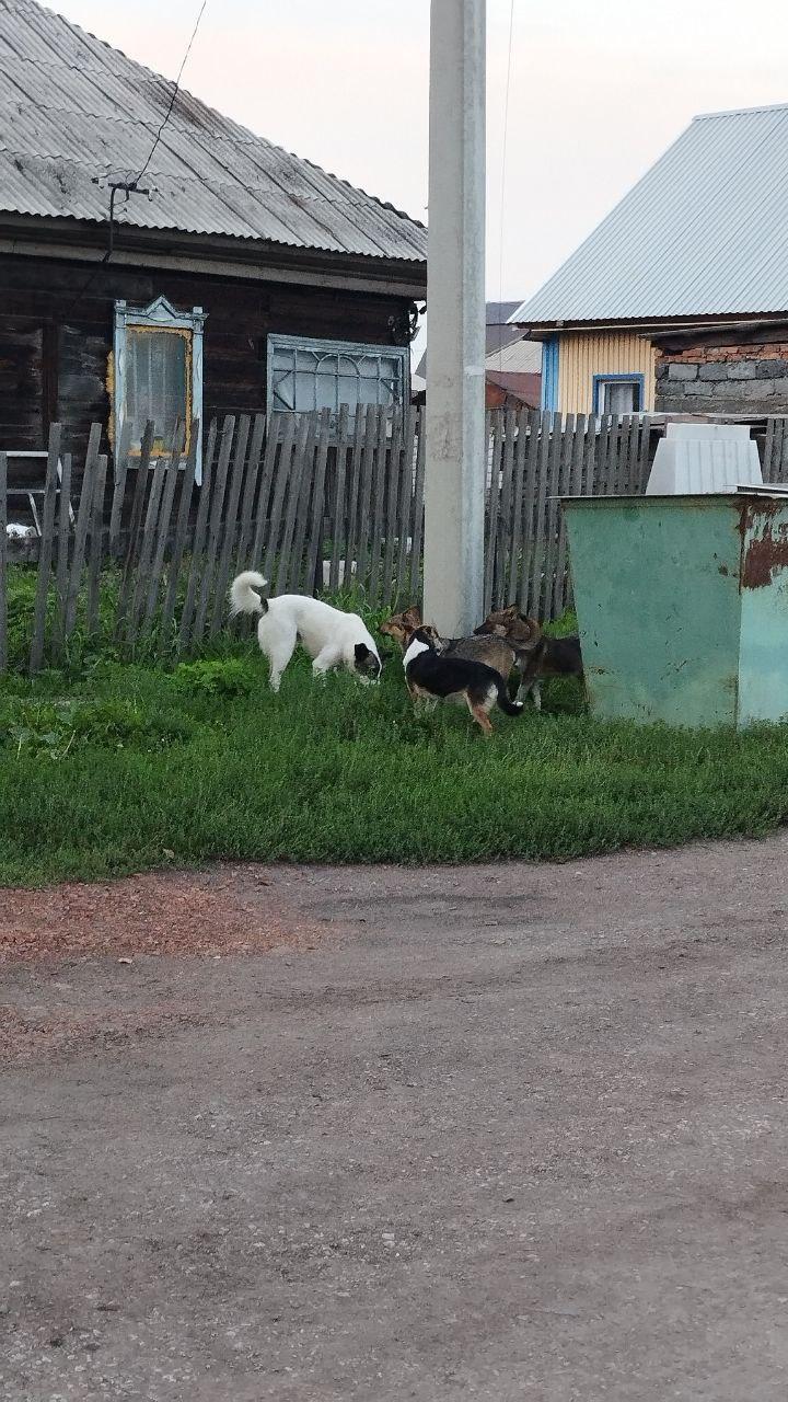 Жители города Белово жалуются на бездомных собак и бездействие службы отлова....