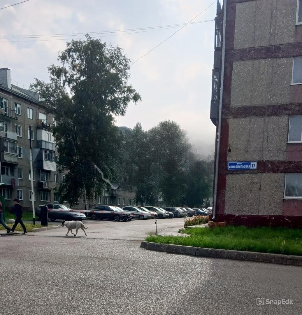 Жители города Белово жалуются на бездомных собак и бездействие службы отлова....