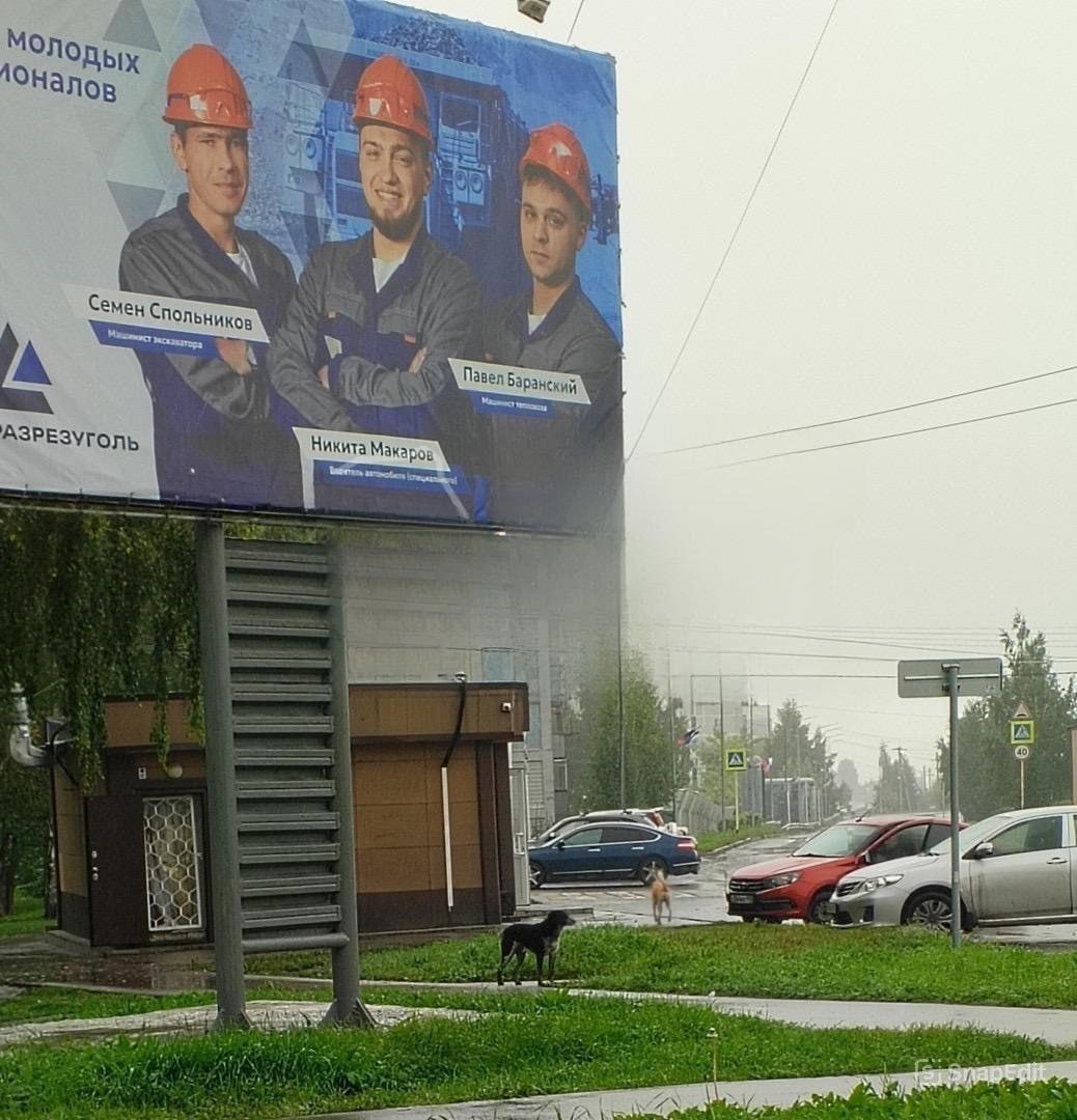 Жители города Белово жалуются на бездомных собак и бездействие службы отлова....