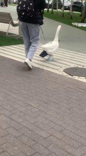 В Москве заметили гуся в тапочках, который шлёпает в них по асфальту. 🇷🇺...