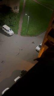 В Купчино ночью увидели дикую лисицу. 🇷🇺 Источник: ЧП ПИТЕР
