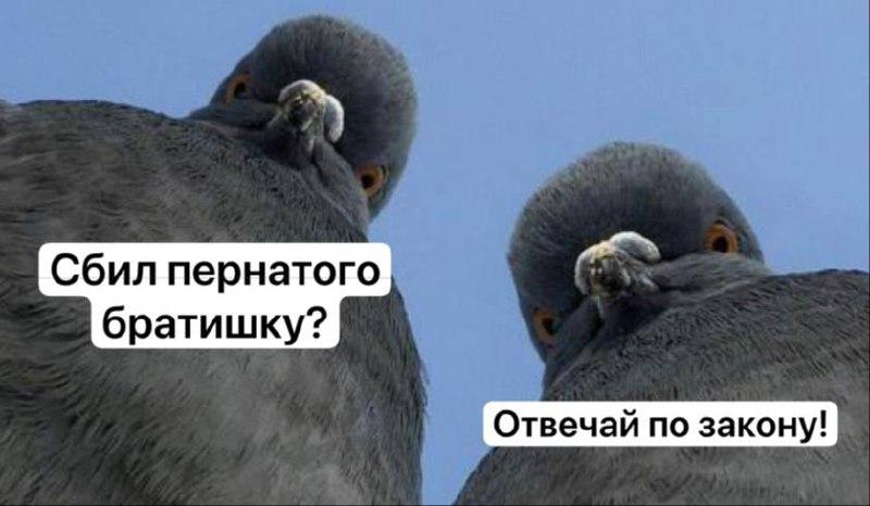 За сбитого голубя водителей могут арестовать и лишить прав, — юристы Так, за...