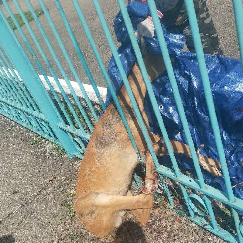 В Кутулике вытащили, застрявшую в заборе, косулю. На помощь вызвали...