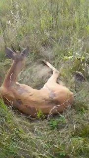 В Кутулике вытащили, застрявшую в заборе, косулю. На помощь вызвали...