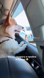 Милота дня: корги прямо на трассе успел познакомиться с новой подружкой.