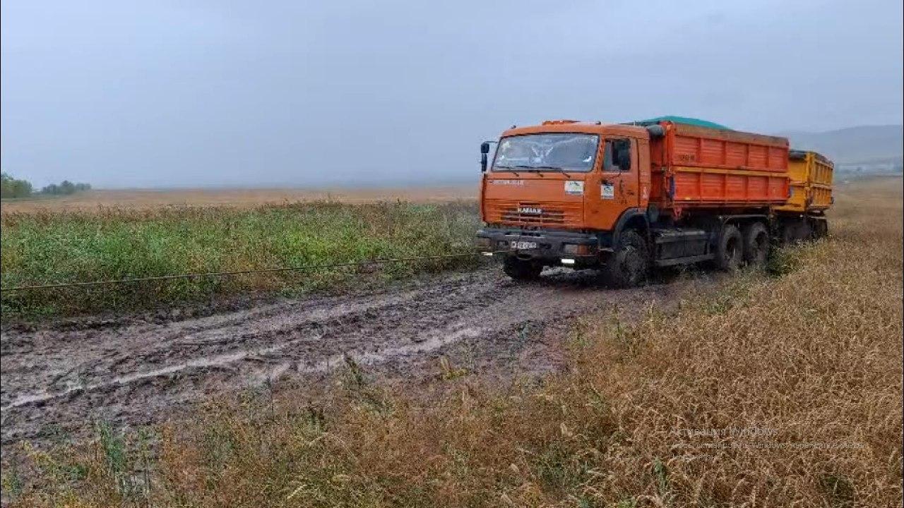 Уборочная кампания в Хакасии в застое. Проливные дожди тормозят работу –...