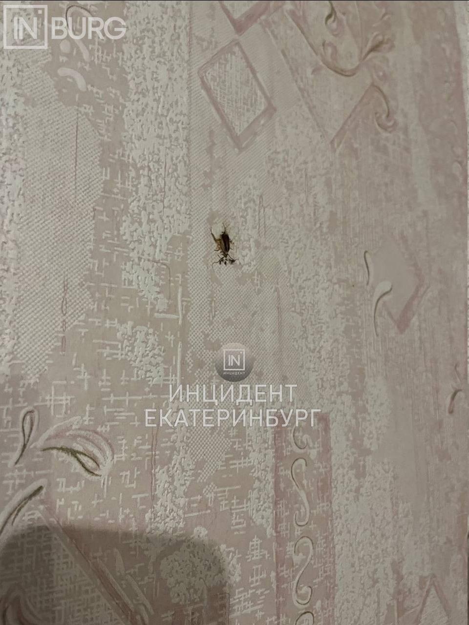 Студенты техникума в Екатеринбурге пожаловались на ужасные условия в общежитии