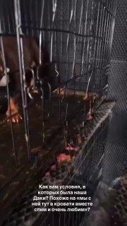 Клиенты подмосковной передержки для собак пожаловались на жестокое обращение с животными.