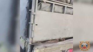 В Слюдянском районе сотрудники Госавтоинспекции пресекли незаконную перевозку 60 ягнят