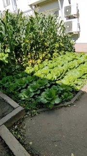 Настоящий огород обустроили прямо у подъезда в Екатеринбурге. В одном из...