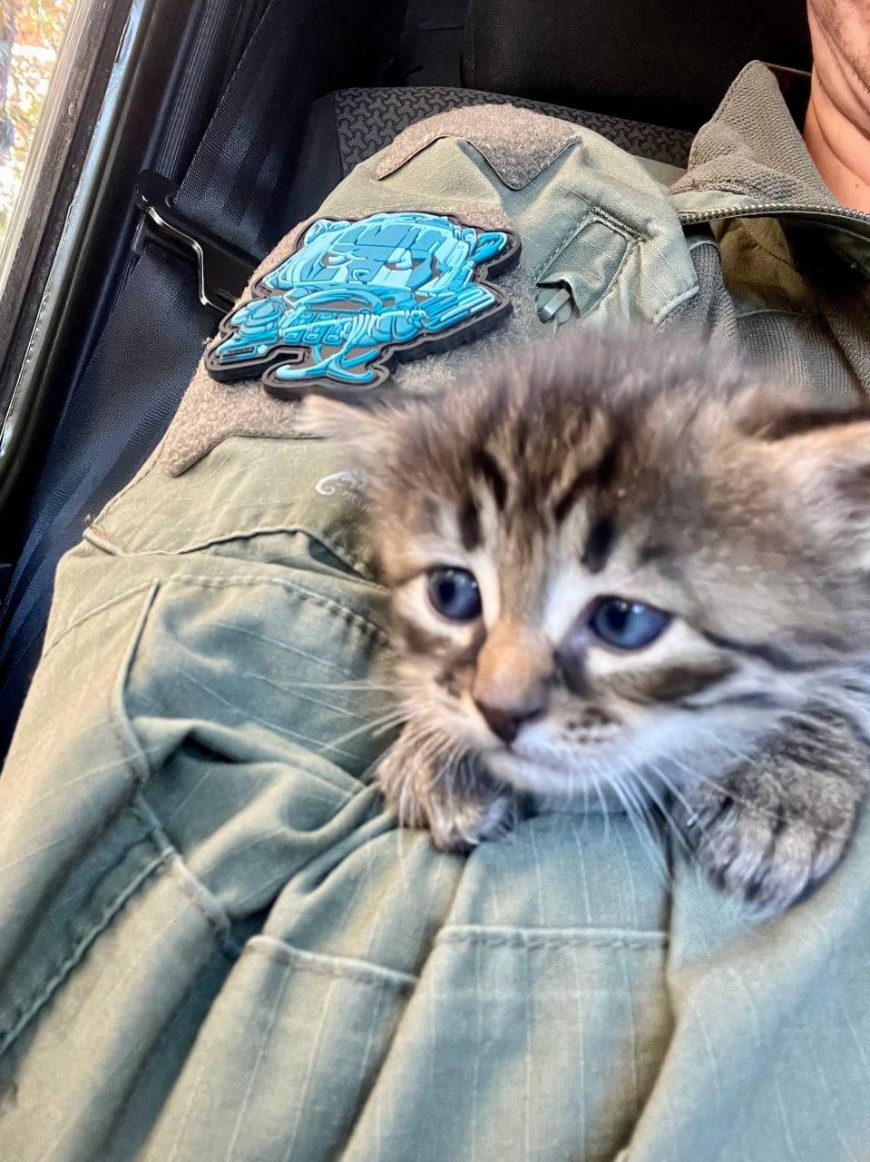 Нельзя взрывать, тут котёнок!