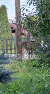 Лосёнок, забрел на территорию музея-заповедника. Это тот же, которого...