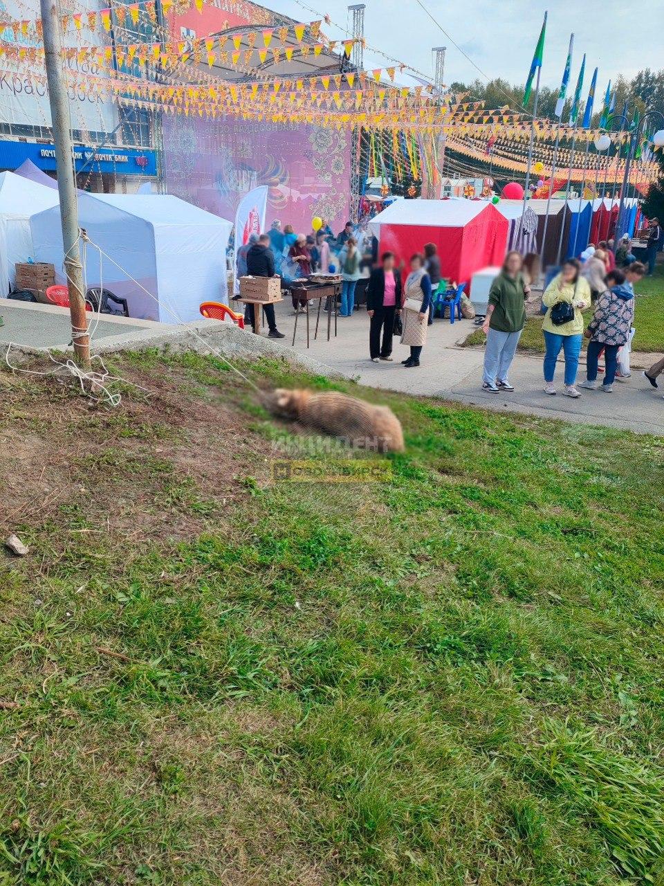 Сегодня в поселке Краснообск в рамках ярмарки «Краснообская осень» в качестве...