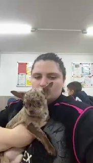 Задержана владелица тюрьмы для животных «DogTown» в Чехове, которую закрыли...