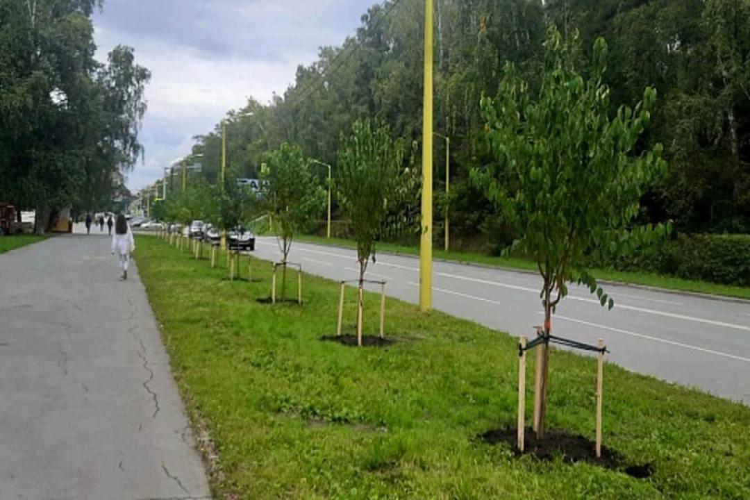 Молодые саженцы черемухи Маака высадили на улице Ильича в Новосибирске