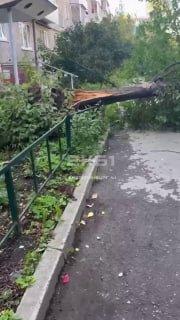 Дерево упало на машины во дворе Чапаева, 17. Повреждения получили три авто,...